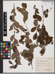 Foto von Salix aurita L.